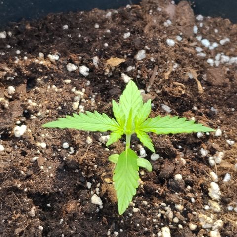 Northern Light Automatic #1 growlog timeline photo