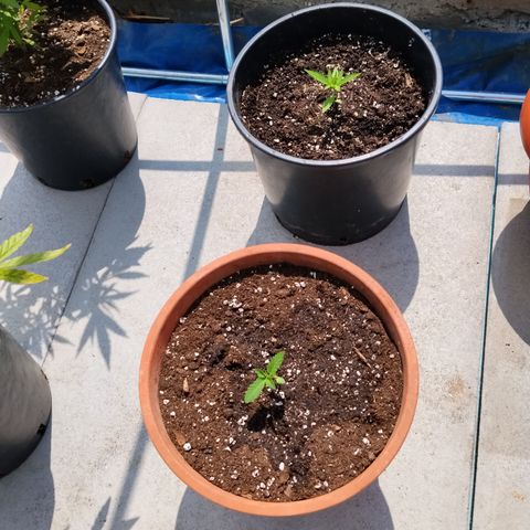 Northern Light Automatic #2 growlog timeline photo