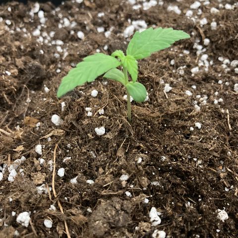 Green Gelato Automatic  growlog timeline photo