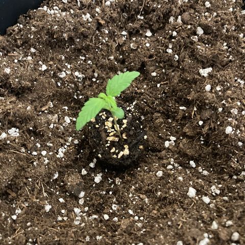 Green Gelato Automatic  growlog timeline photo