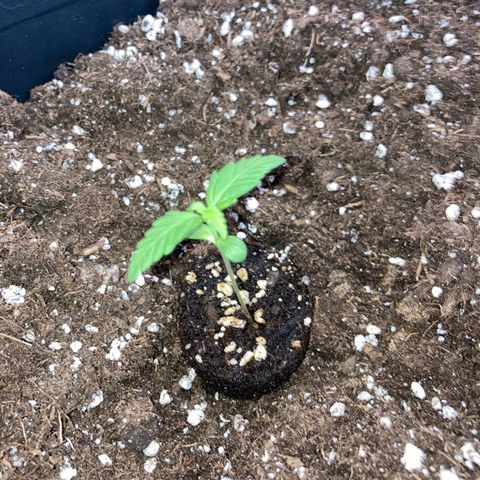Green Gelato Automatic  growlog timeline photo