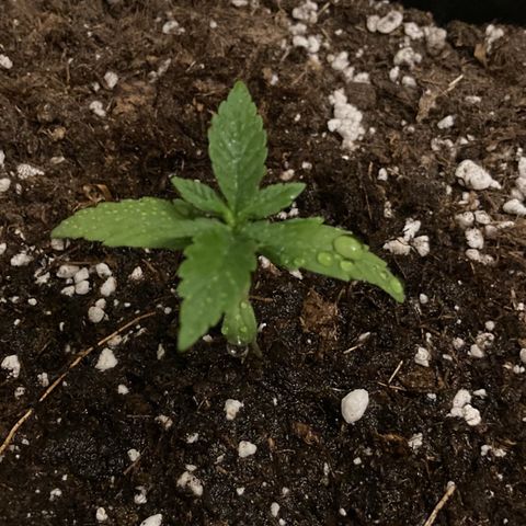 Green Gelato Automatic  growlog timeline photo
