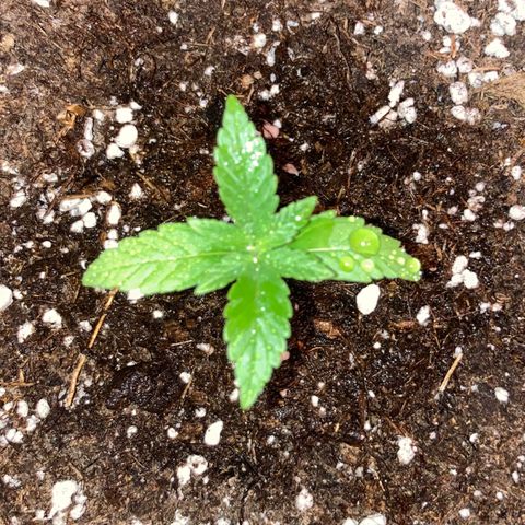 Green Gelato Automatic  growlog timeline photo