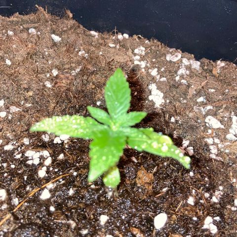 Green Gelato Automatic  growlog timeline photo