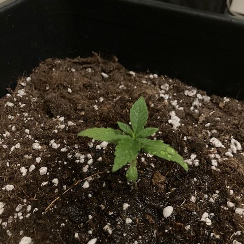 Green Gelato Automatic  growlog timeline photo