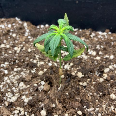 Green Gelato Automatic  growlog photo: Inizio eccessivo assorbimento Azoto 