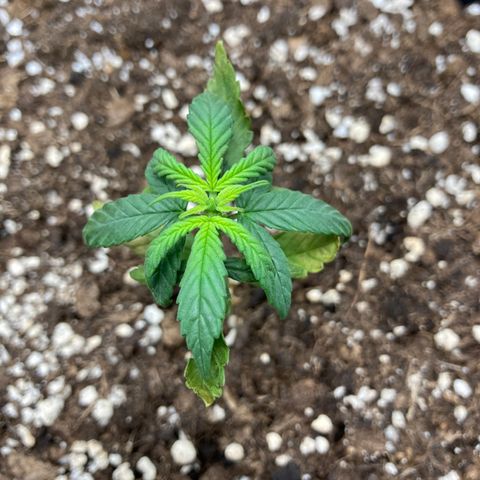 Green Gelato Automatic  growlog photo: Inizio eccessivo assorbimento Azoto 
