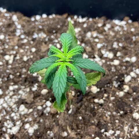 Green Gelato Automatic  growlog photo: Inizio eccessivo assorbimento Azoto 