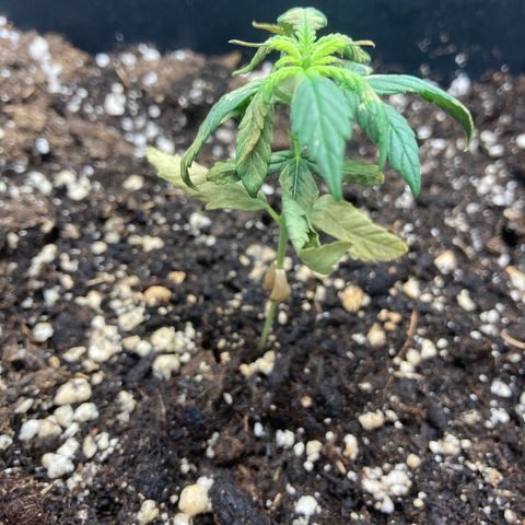 Green Gelato Automatic  growlog timeline photo