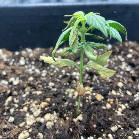 Green Gelato Automatic  growlog timeline photo