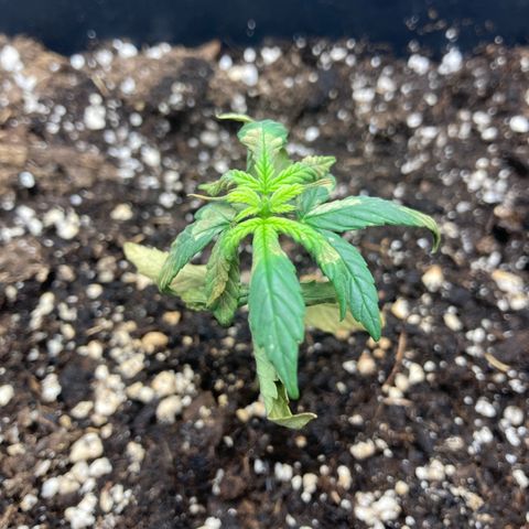 Green Gelato Automatic  growlog timeline photo