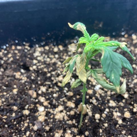 Green Gelato Automatic  growlog timeline photo