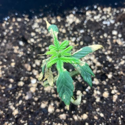 Green Gelato Automatic  growlog timeline photo