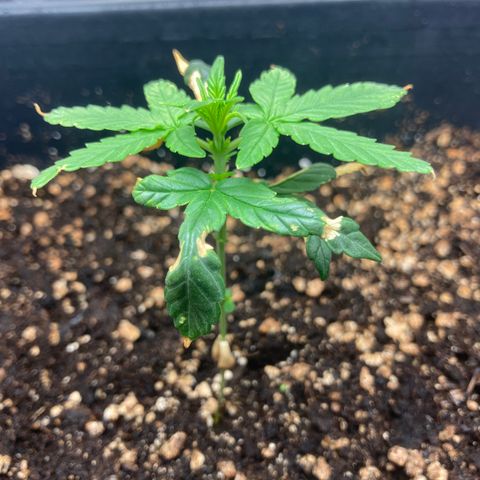 Green Gelato Automatic  growlog timeline photo