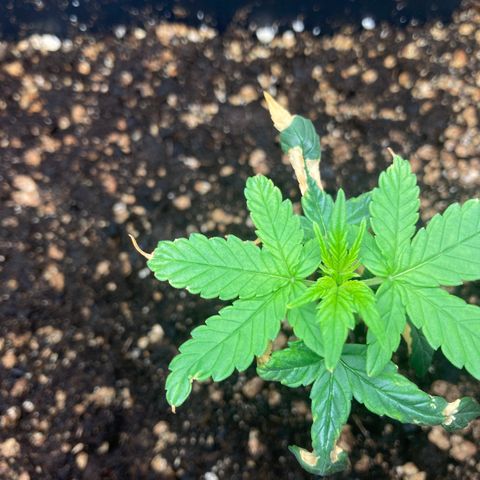 Green Gelato Automatic  growlog timeline photo