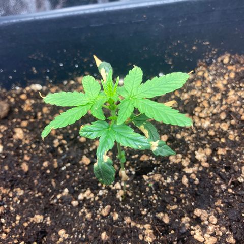 Green Gelato Automatic  growlog timeline photo