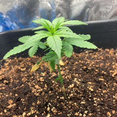 Green Gelato Automatic  growlog timeline photo