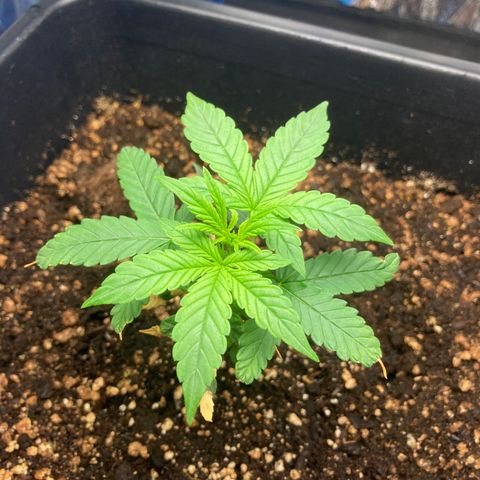 Green Gelato Automatic  growlog timeline photo