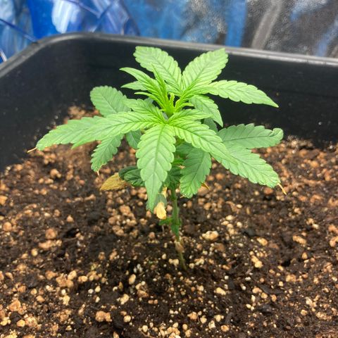 Green Gelato Automatic  growlog timeline photo