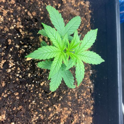 Green Gelato Automatic  growlog timeline photo