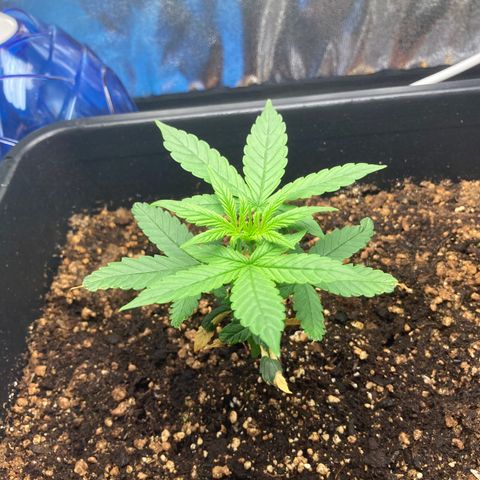 Green Gelato Automatic  growlog timeline photo