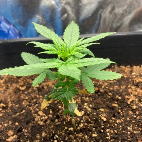 Green Gelato Automatic  growlog timeline photo