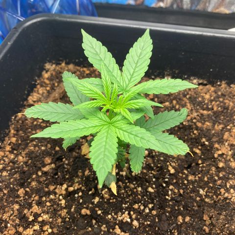 Green Gelato Automatic  growlog timeline photo