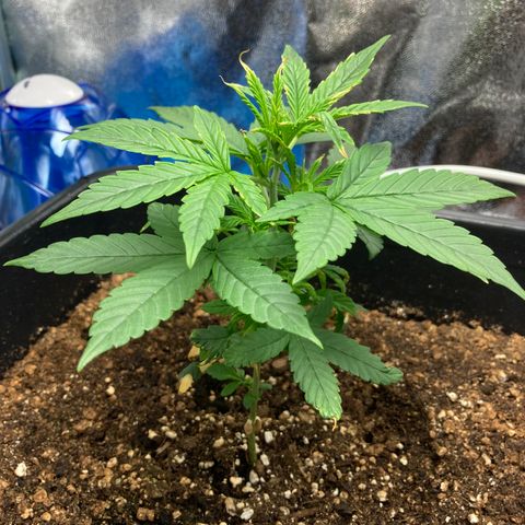 Green Gelato Automatic  growlog timeline photo