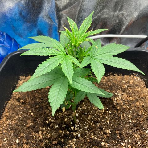 Green Gelato Automatic  growlog timeline photo