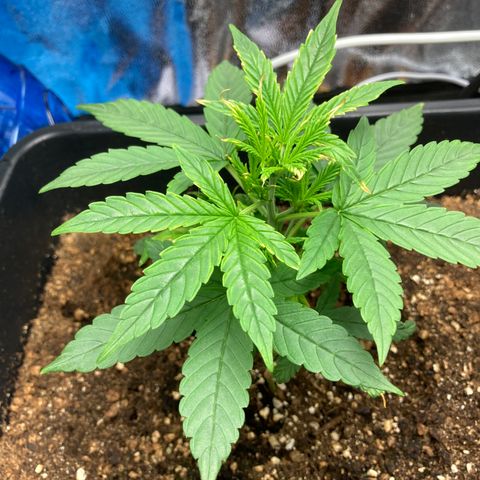 Green Gelato Automatic  growlog timeline photo