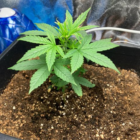 Green Gelato Automatic  growlog timeline photo
