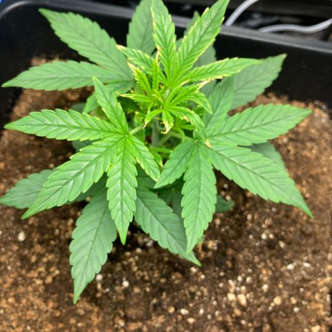 Green Gelato Automatic  growlog timeline photo
