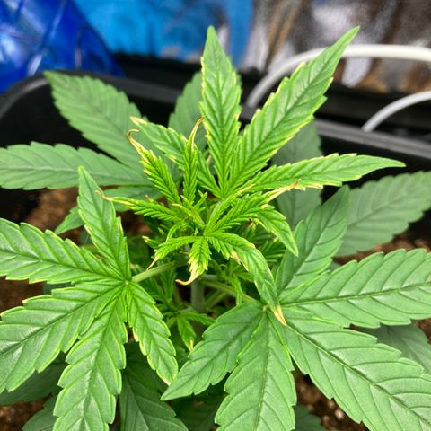Green Gelato Automatic  growlog timeline photo