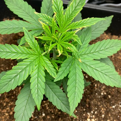 Green Gelato Automatic  growlog timeline photo