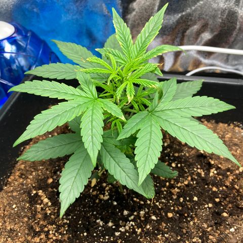 Green Gelato Automatic  growlog timeline photo