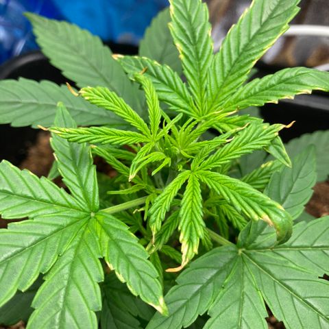 Green Gelato Automatic  growlog timeline photo