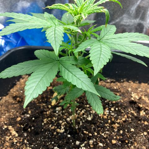Green Gelato Automatic  growlog timeline photo