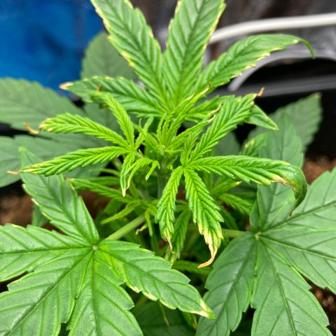 Green Gelato Automatic  growlog timeline photo