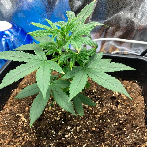 Green Gelato Automatic  growlog timeline photo