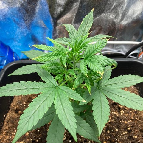 Green Gelato Automatic  growlog timeline photo