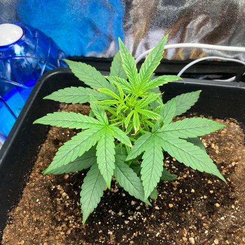 Green Gelato Automatic  growlog timeline photo