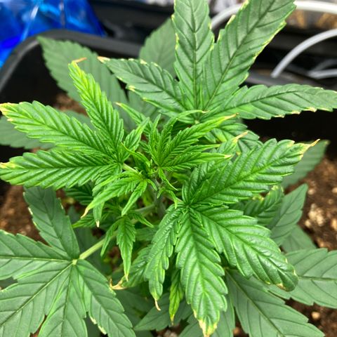 Green Gelato Automatic  growlog timeline photo