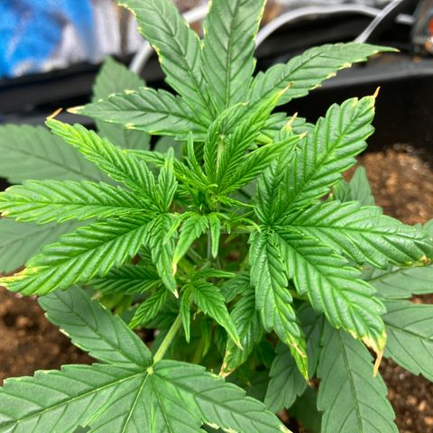 Green Gelato Automatic  growlog timeline photo