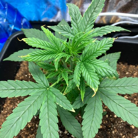Green Gelato Automatic  growlog timeline photo