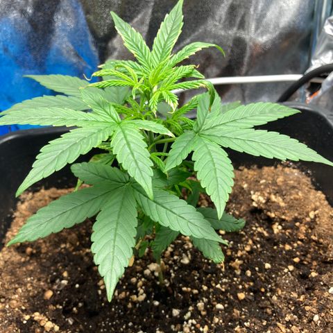Green Gelato Automatic  growlog timeline photo