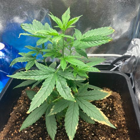 Green Gelato Automatic  growlog timeline photo