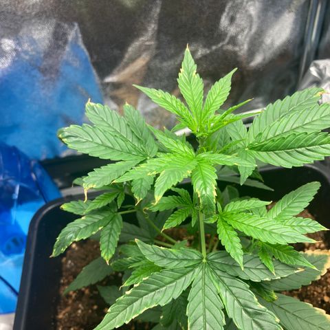 Green Gelato Automatic  growlog timeline photo