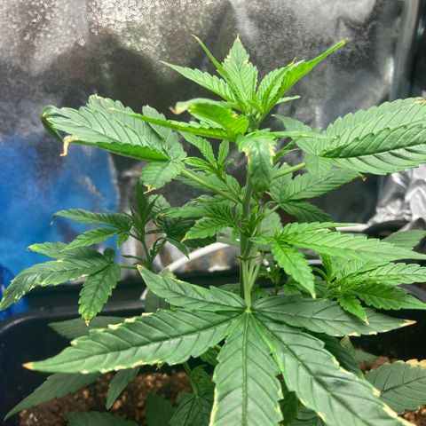 Green Gelato Automatic  growlog timeline photo