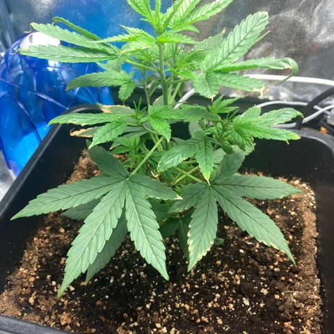 Green Gelato Automatic  growlog timeline photo