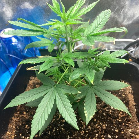 Green Gelato Automatic  growlog timeline photo
